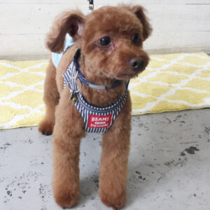 仕上がりトイプー