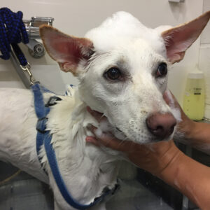 シャンプーミックス