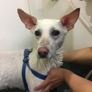 お風呂ミックス