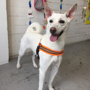 仕上がりミックス