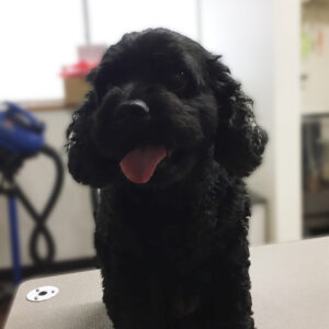 よろしくミックス