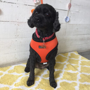 仕上がりミックス