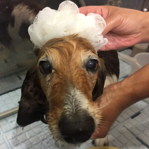 シャンプーダックス