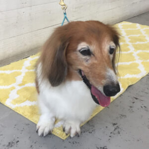 仕上がりダックス