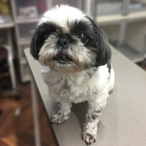 よろしくシーズー