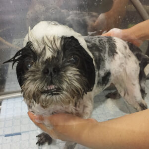 シャンプーシーズー