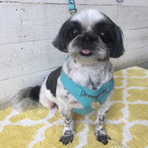 仕上がりシーズー