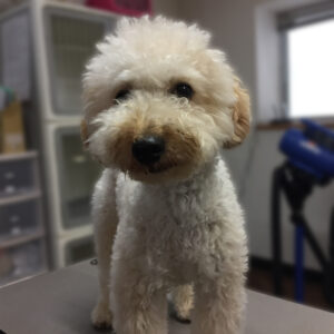 よろしくトイプー