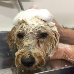 シャンプートイプー