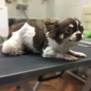 よろしくチワワ