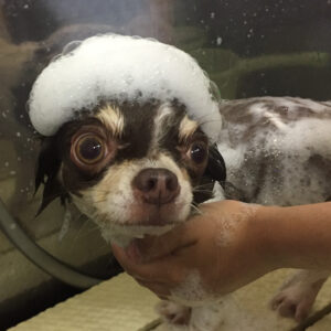 シャンプーチワワ