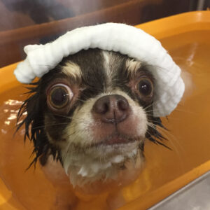お風呂チワワ