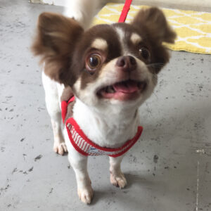 仕上がりチワワ