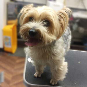 よろしくヨーキー