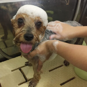 シャンプーヨーキー