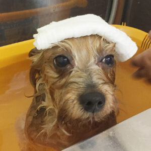 お風呂ヨーキー