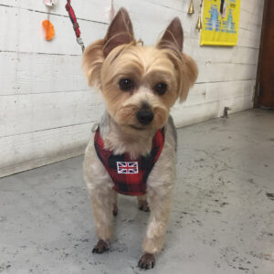 仕上がりヨーキー