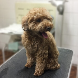 よろしくトイプー