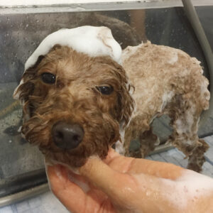 シャンプートイプー