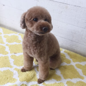 仕上がりトイプー