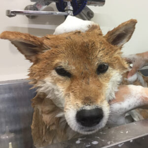 シャンプーしば