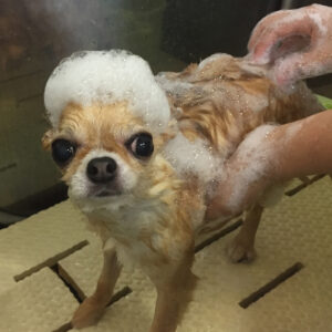 シャンプーチワワ