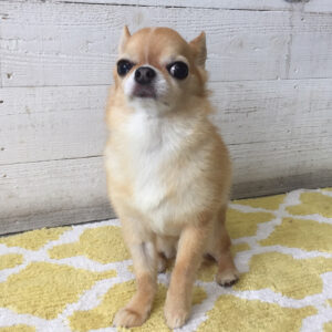 仕上がりチワワ