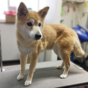 よろしくミックス