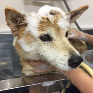 シャンプーミックス