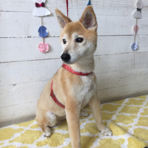 仕上がりミックス