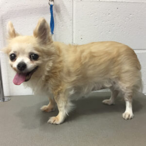 よろしくチワワ