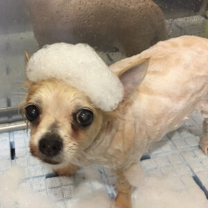 シャンプーチワワ