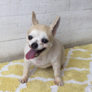 仕上がりチワワ