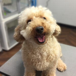 よろしくトイプー