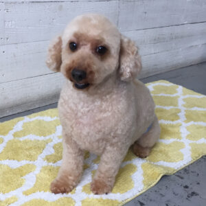 仕上がりトイプー