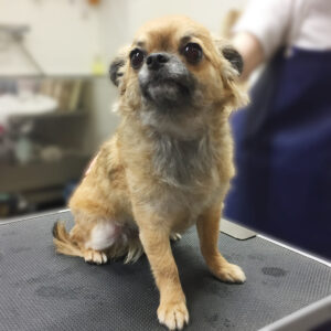 よろしくチワワ