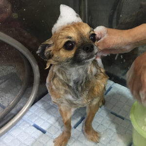 シャンプーチワワ