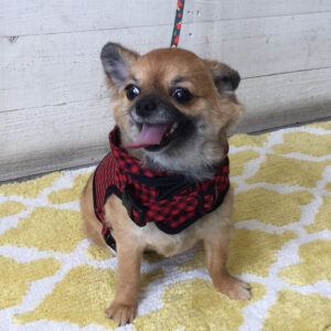 仕上がりチワワ