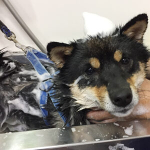 シャンプー豆柴