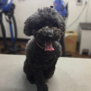 よろしくトイプー