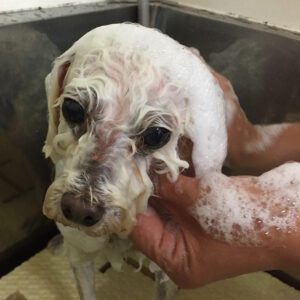 シャンプートイプー