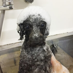 シャンプートイプー