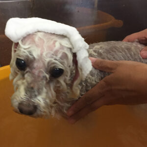 お風呂トイプー