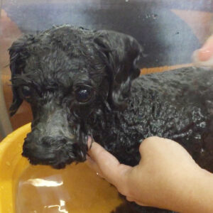 お風呂トイプー