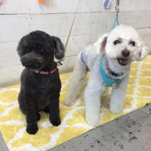 仕上がりトイプー