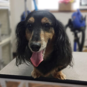 よろしくダックス