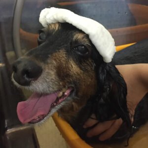 お風呂ダックス