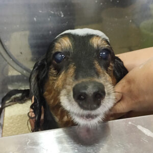 シャンプーダックス