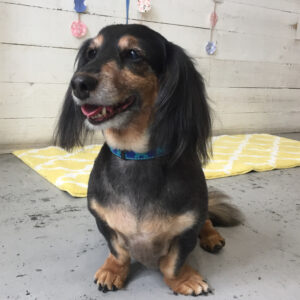 仕上がりダックス