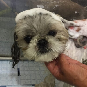 シャンプーシーズー